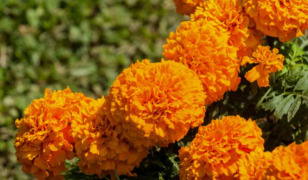 Floricultores piden apoyo para sostener ventas en día de muertos –   | Noticias